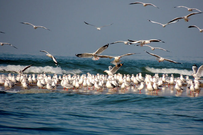 Devbaug Beach