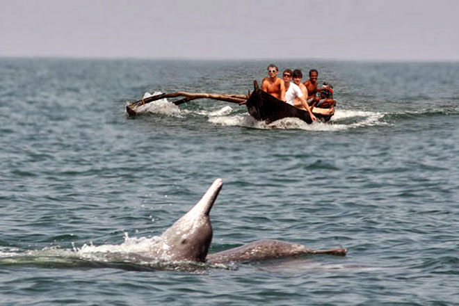 Dolphin in Tondavali